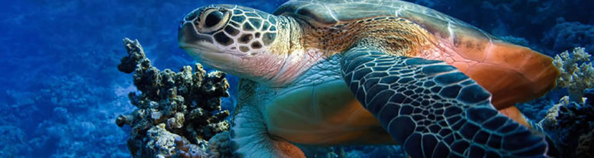 Turtle Watching 2N/3D - Madagascar Mozaic Tour
